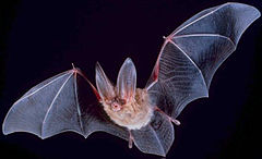 Townsend's Big-eared Bat