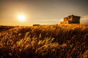 Golden Field in Italy