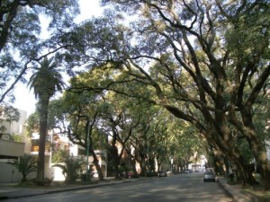 Trees of Calle Melian, Belgrano R, Buenos Aires, Argentina