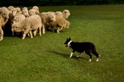 Dog Herding Sheep