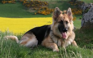 German Shepherd Dog