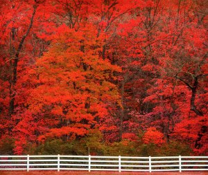Flaming Red Fall Foliage In Grantwood, Missouri